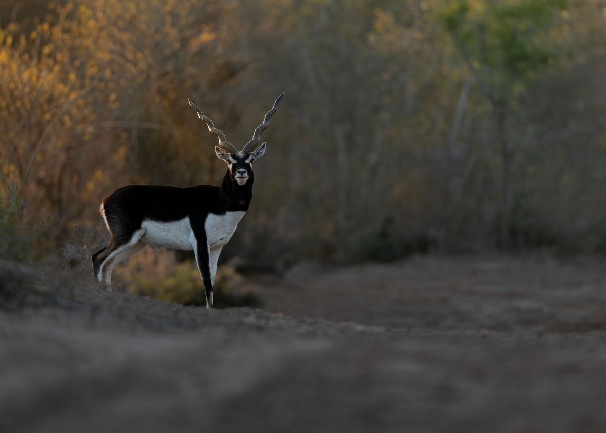 Blackbuck 